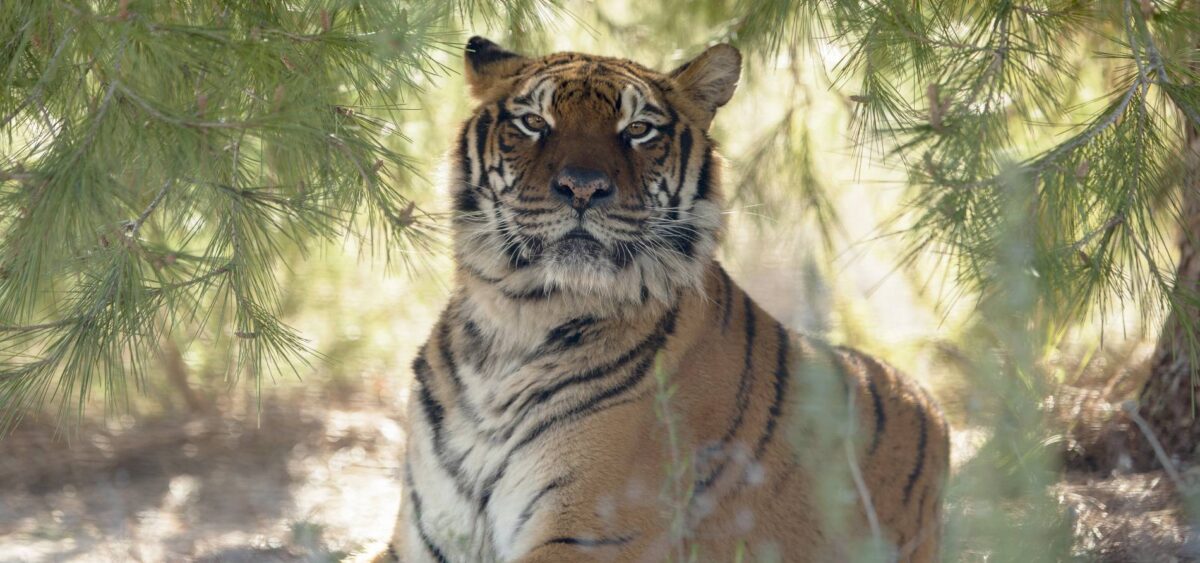 Tijger Luli bij Stichting AAP in Spanje (Primadomus).