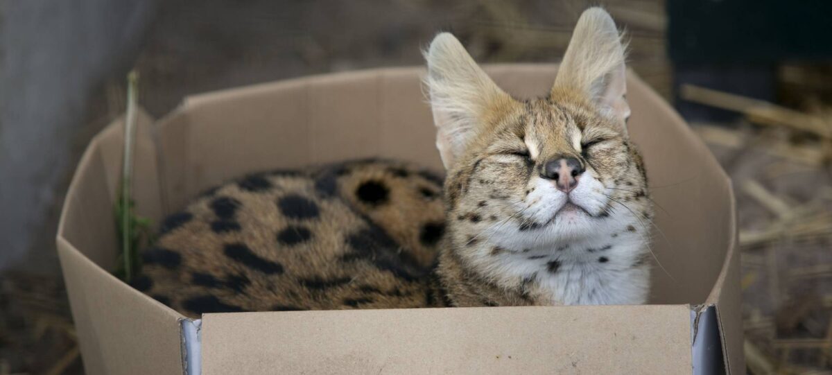 Serval Kadri rustend in een doos.