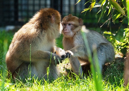 Berberapen spelen met elkaar.