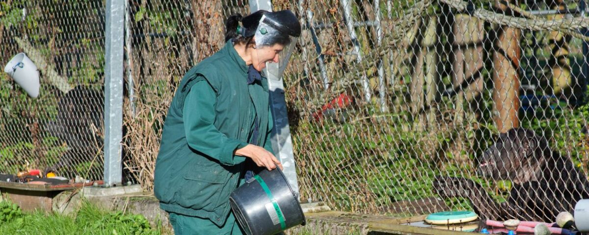 Dierverzorger met chimpansee