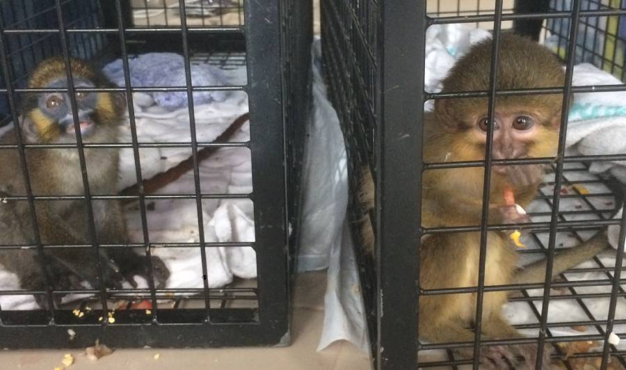 illegale dierenhandel