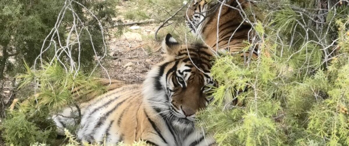 Tijgers Softi en Toph samen in hun verblijf in het Spaanse primadomus.