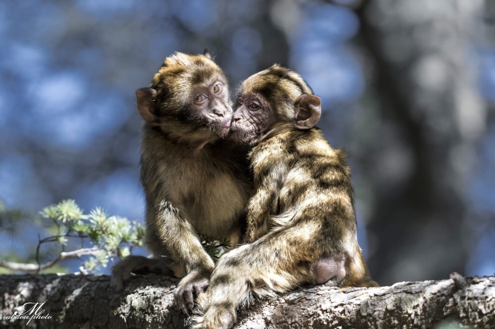 Berberapen born to be Wild