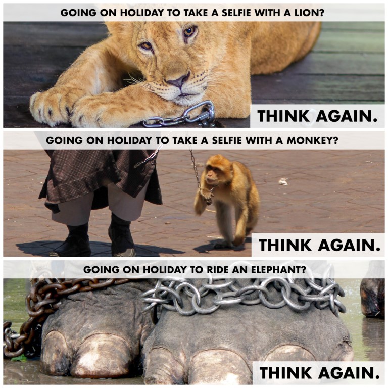 Flyer van uitbuiting van dieren in toeristische gebieden.