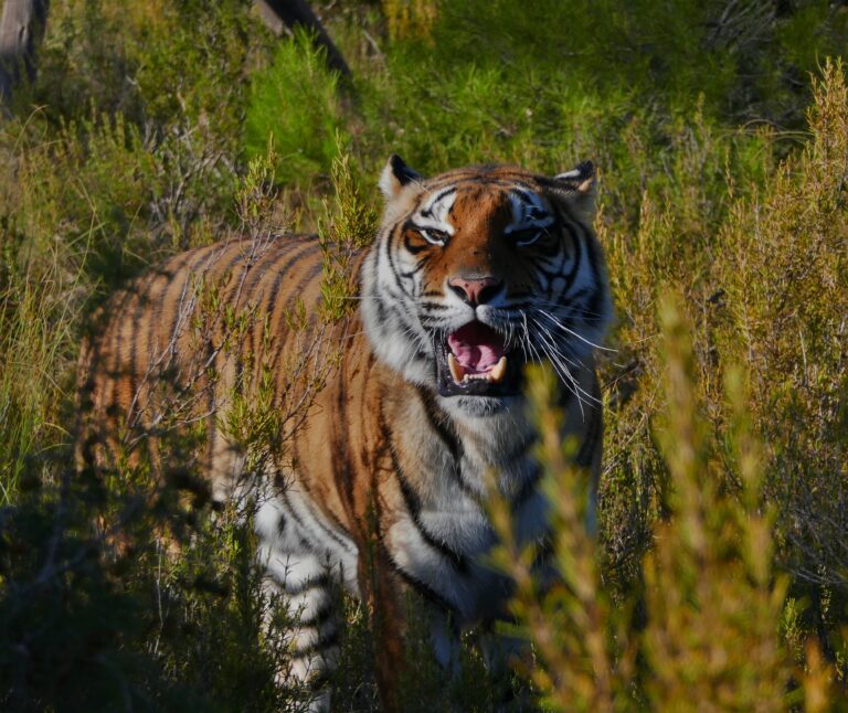 Tijger Softi in Spanje.