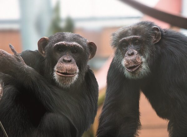 Chimpansee Marria