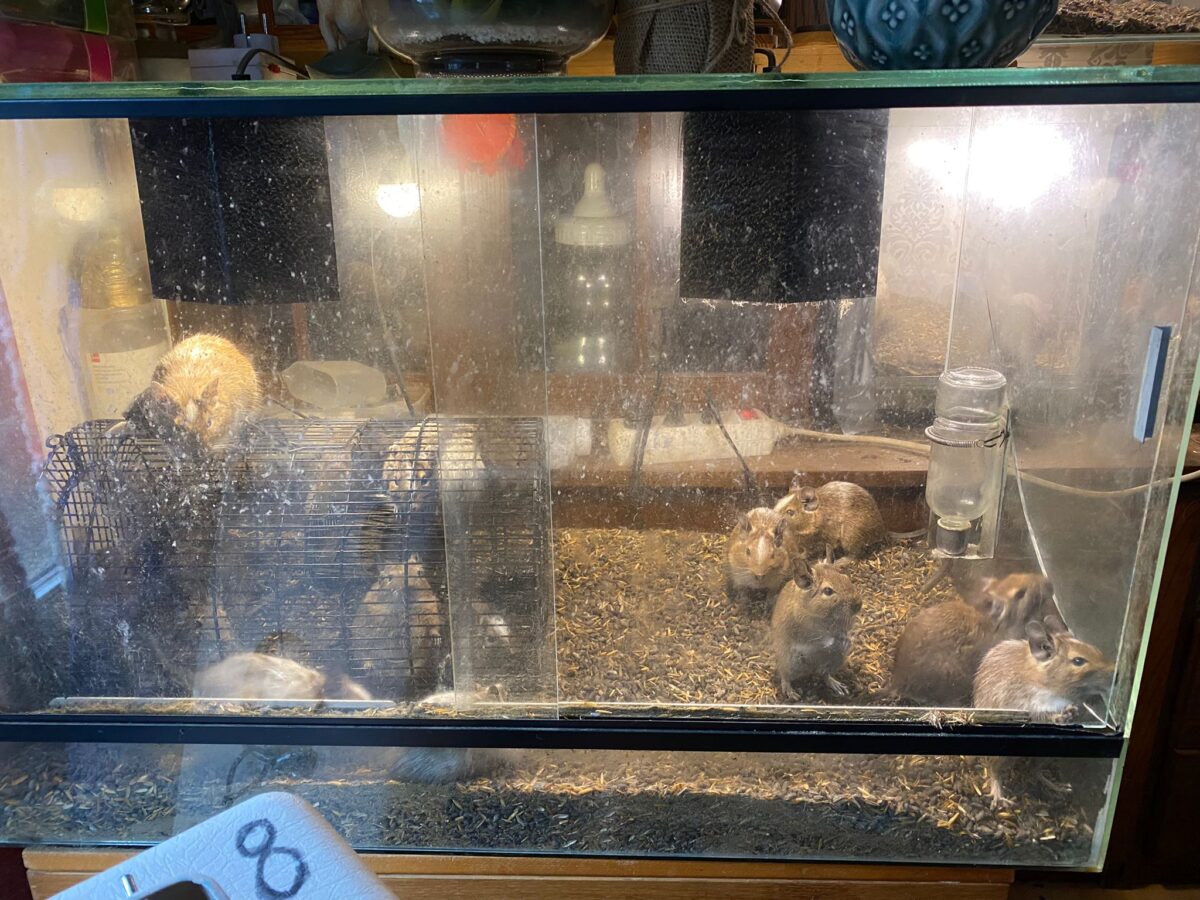 Degoes in aquariumbak