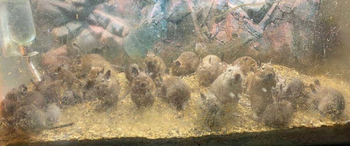 Degoes in aquariumbak