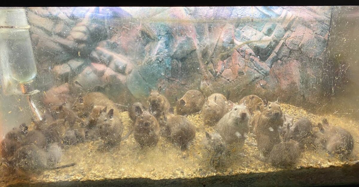 Degoes in aquariumbak