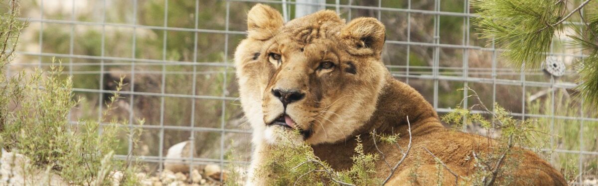 Leeuw Govani liggend in verblijf.