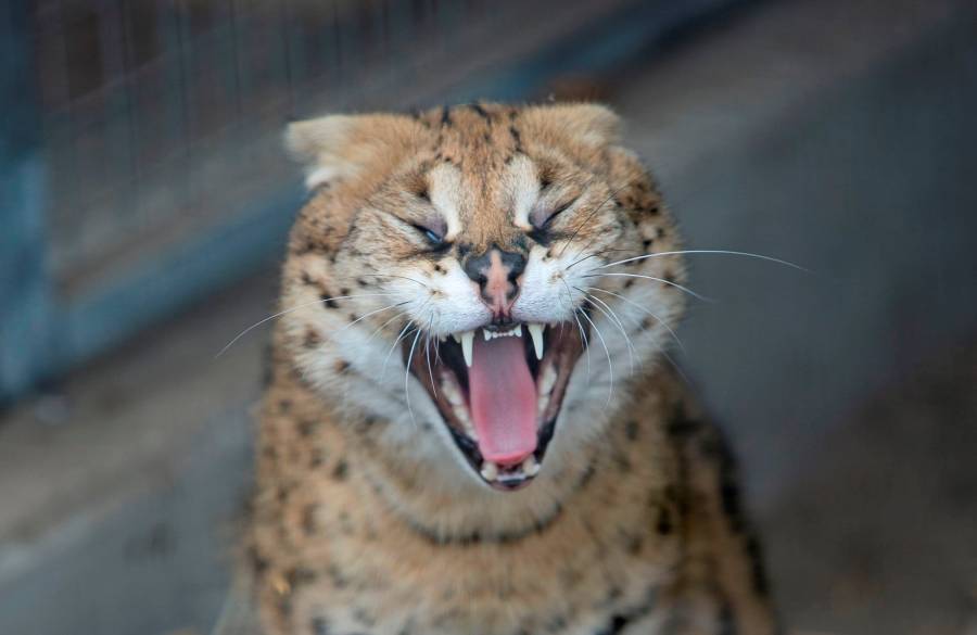 Serval Kadri bij AAP