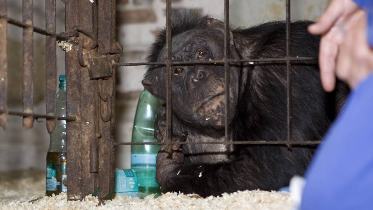 CHimpansee Fiffy zolder
