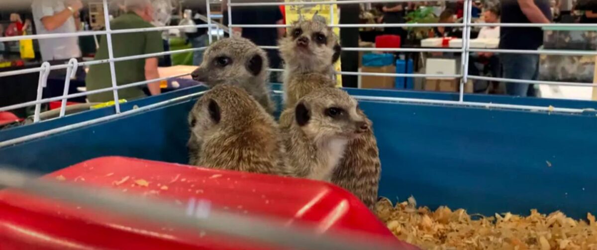 Stokstaartjes in kleine kooi.