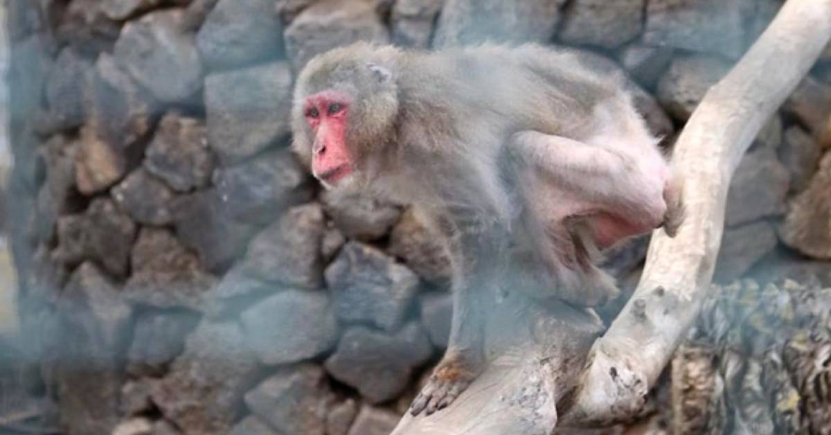 Japanse Makaak Hiroshi werd achtergelaten om eenzaam te sterven.