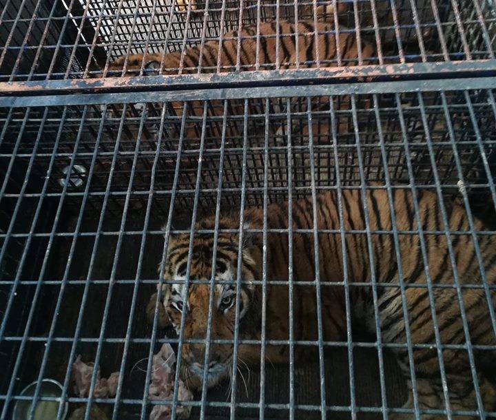 Tijgers gered uit horrortransport