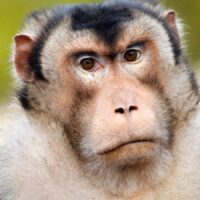 Soortinfo lampongaap