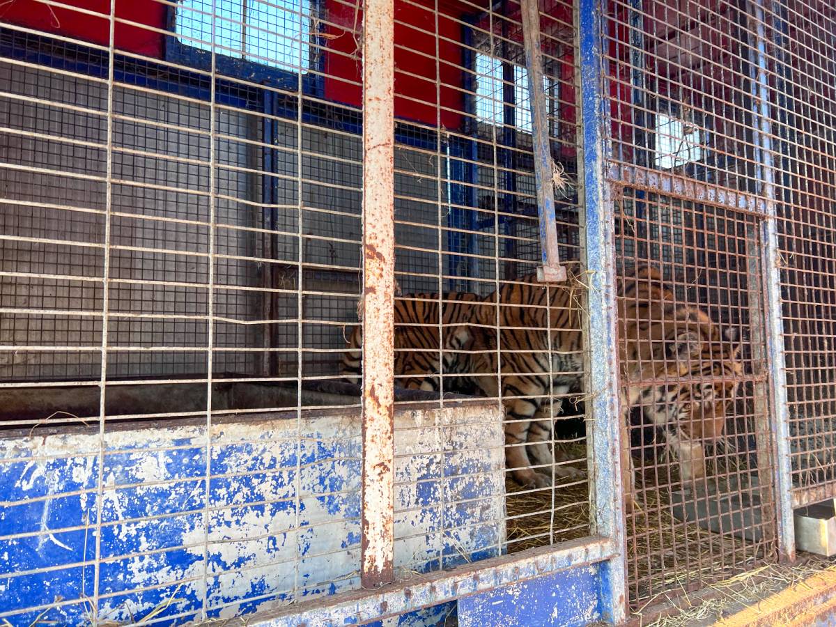 Tijgers Brine en Foz