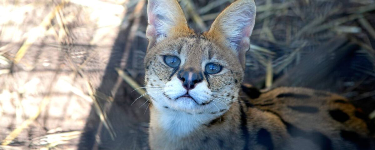 Serval bij Stichting Aap.