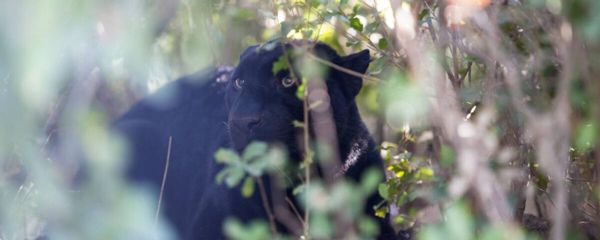 Zwarte luipaard Bono werd als huisdier gehouden.