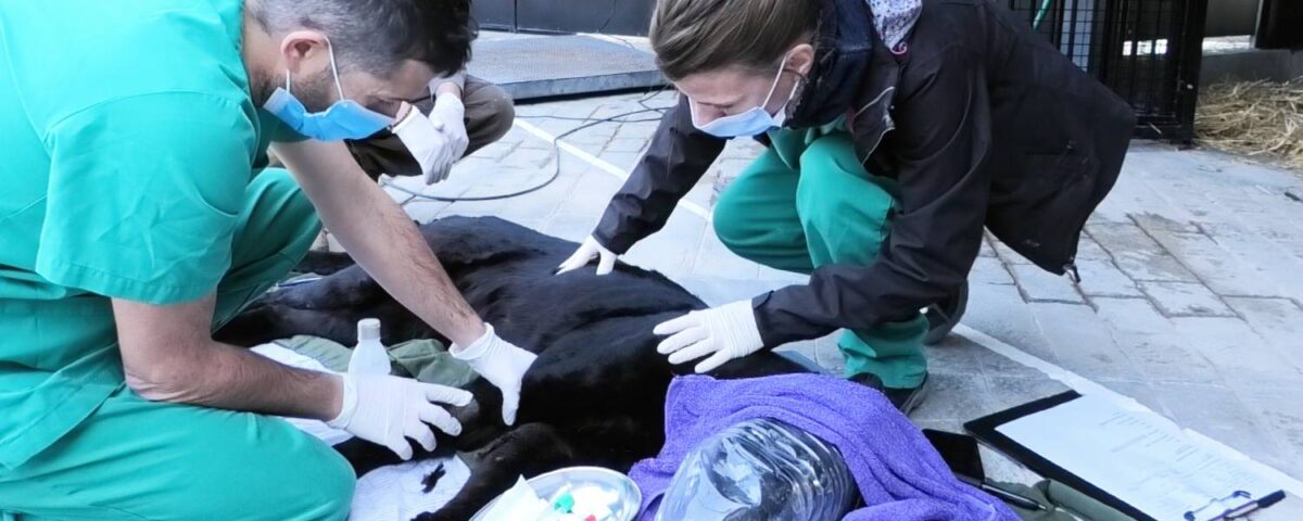 Zwarte luipaard Bono krijgt een medische check.