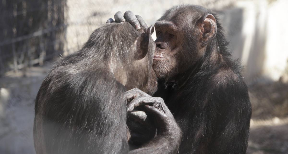 Twee chimpansees bij Stichting AAP vlooien elkaar.
