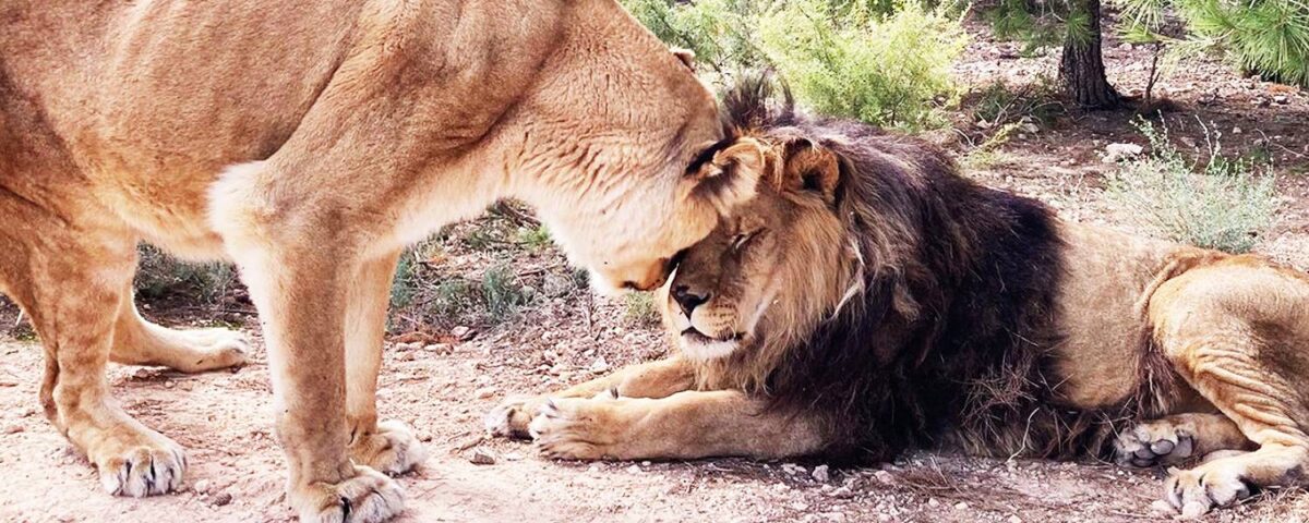 Een leeuw en een leeuwin geven elkaar kopjes in Spanje bij Stichting AAP, Primadomus.