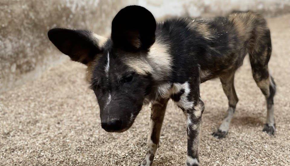 Afrikaanse wilde hond.