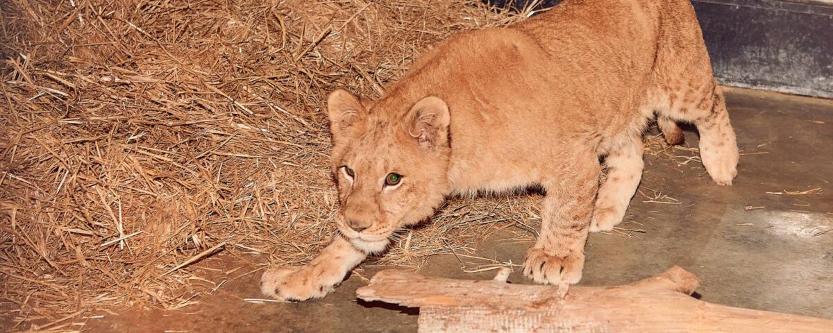 Leeuw uit de Oekraine.