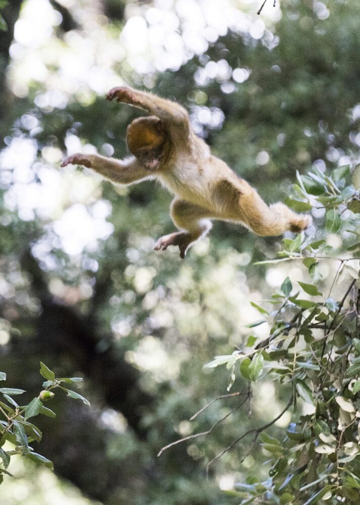 Berberaap in het wild