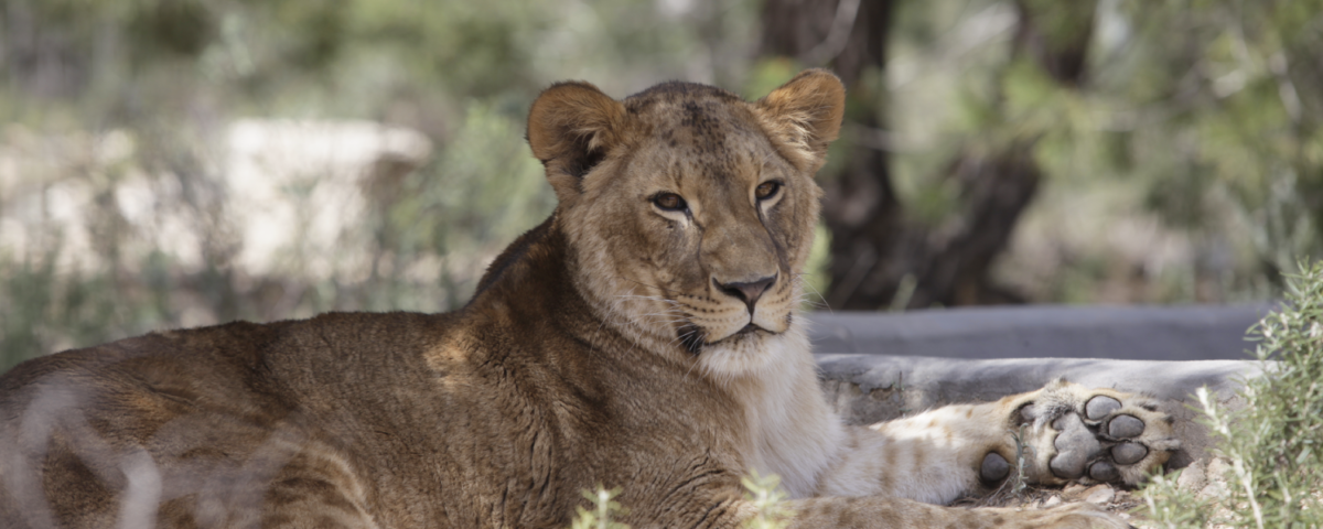 Leeuwin Kiara bij Stichting AAP.