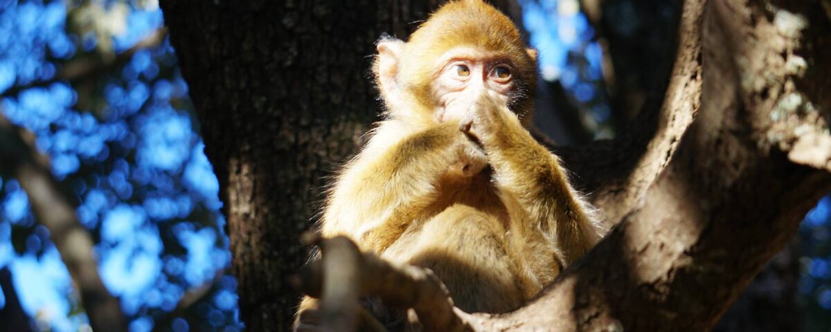 Berberaapje in boom.