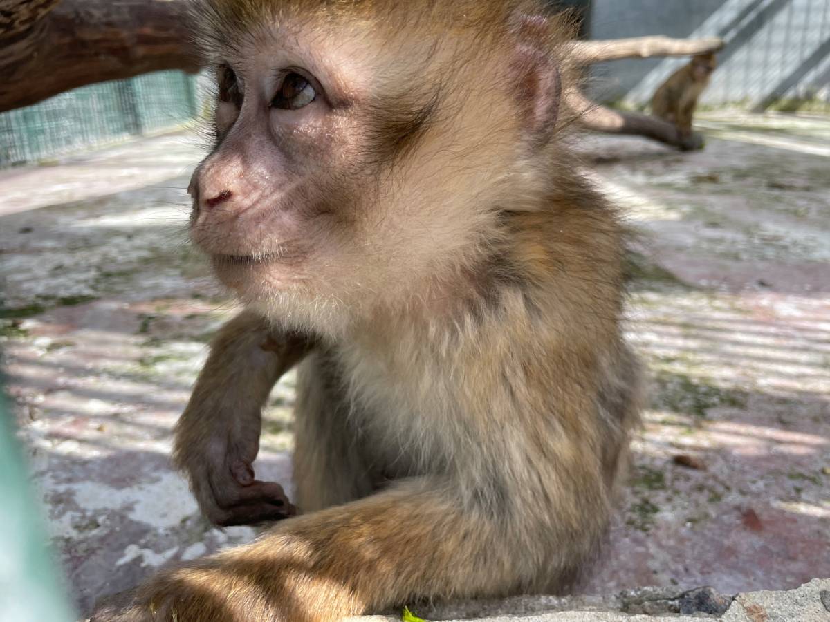 Berberaapje bij Born to be wild in Marokko.