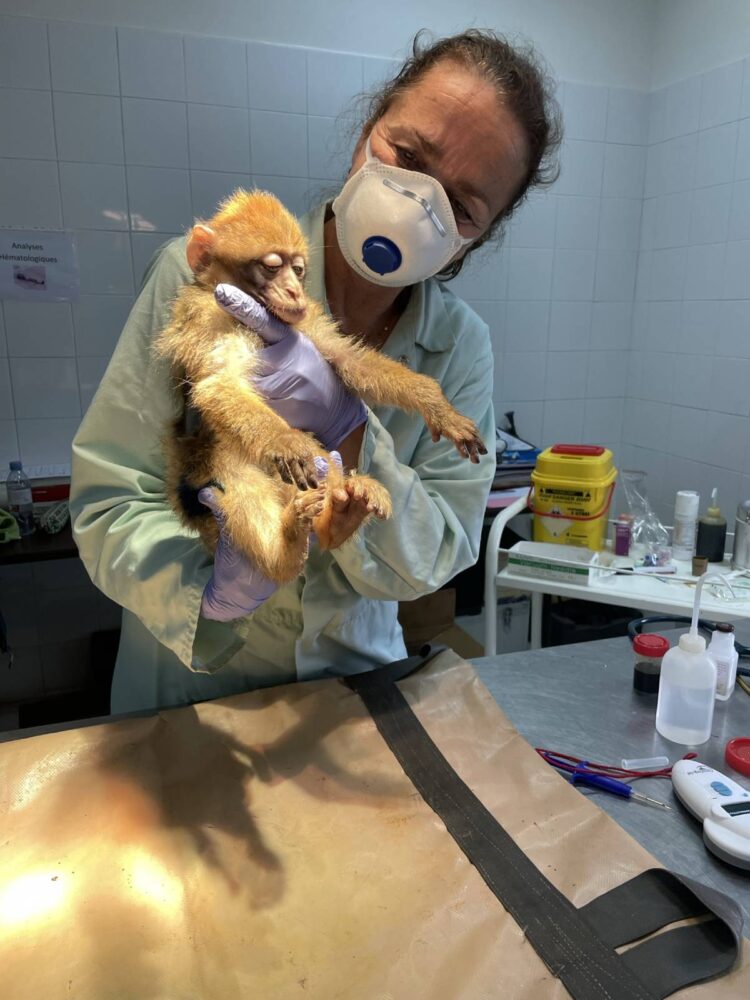 Dierenarts met berberaap