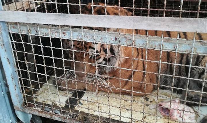 Tijger in het horrortransport