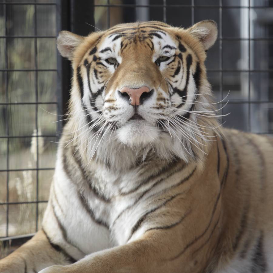 Tijger Sanson liggend.