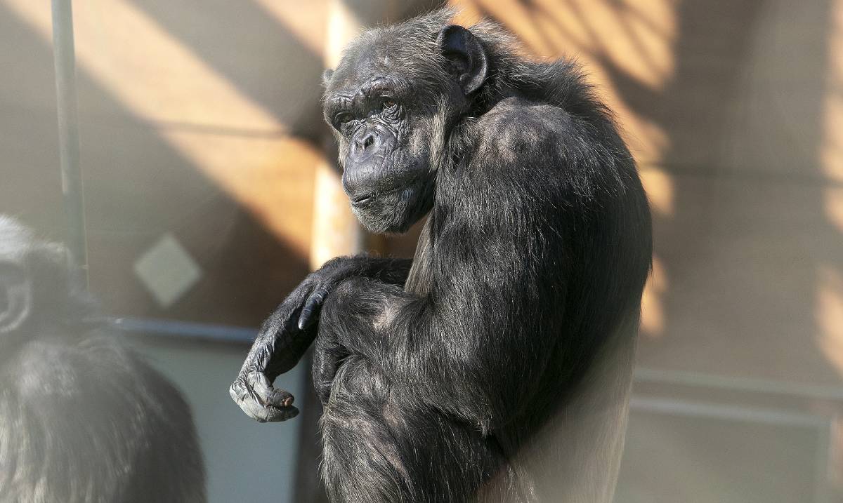 Chimpansee Linda