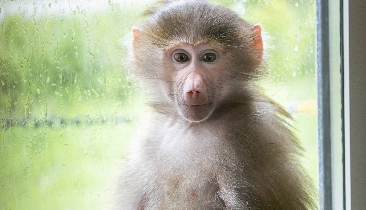 Baviaan Olive bij AAP