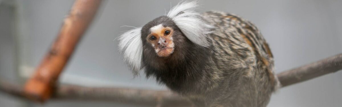 Witoorpenseelaapje Sancho