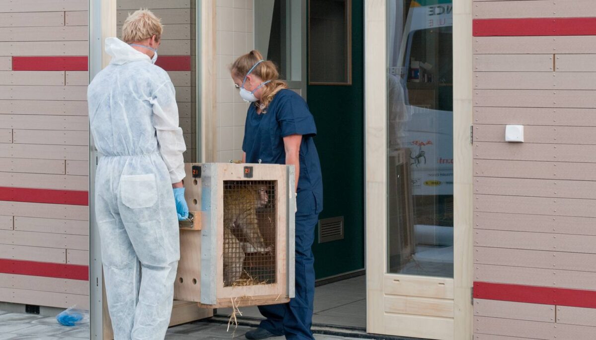 Dieren gaan eerst in quarantaine bij Stichting AAP om ze te onderzoeken.