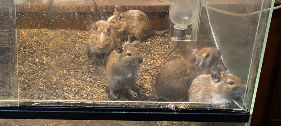 Degoes in aquariumbak