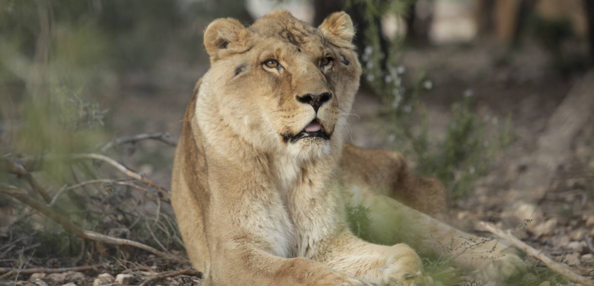 Leeuw Govani bij Stichting AAP.