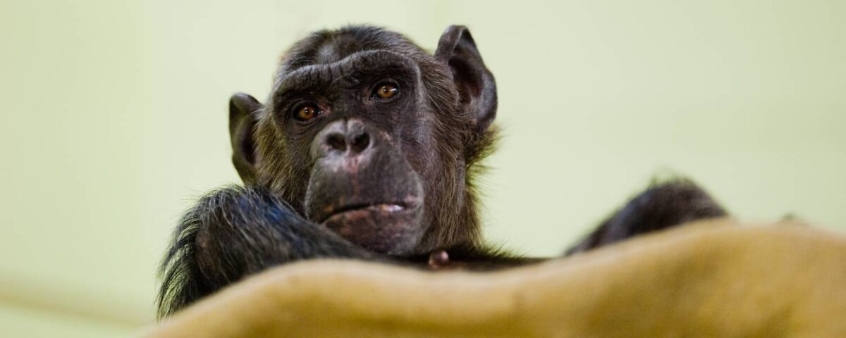 Chimpansee Freddy