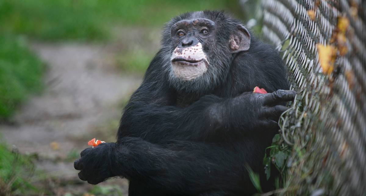 Chimpansee Congo