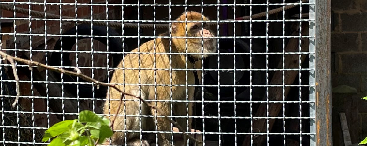 Barbary macaque Izzy