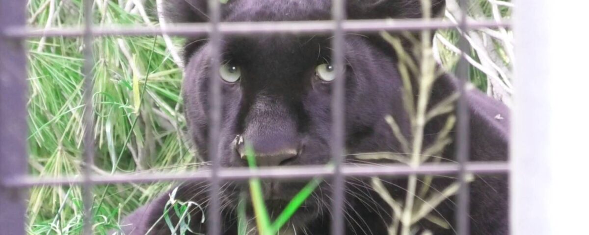 Luipaard Bono 1 jaar bij AAP