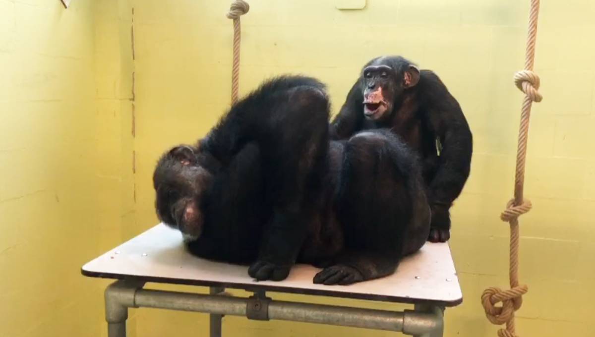 Tino (links) met Congo bij AAP, vlak na hun redding.