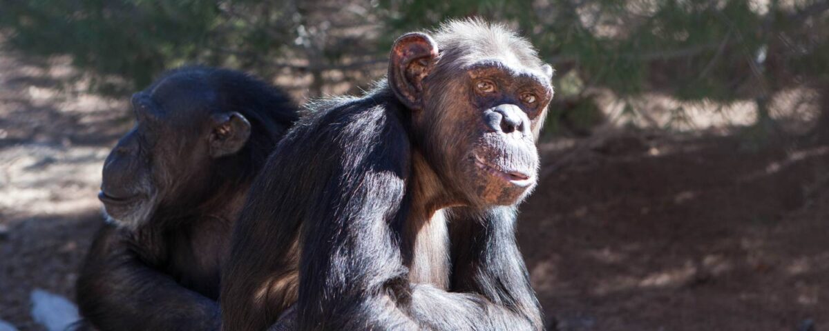 Nieuw sociaal gedrag chimpansees ontdekt