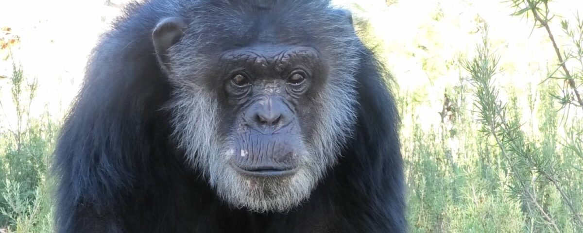 Tino en Sony naar Spanje