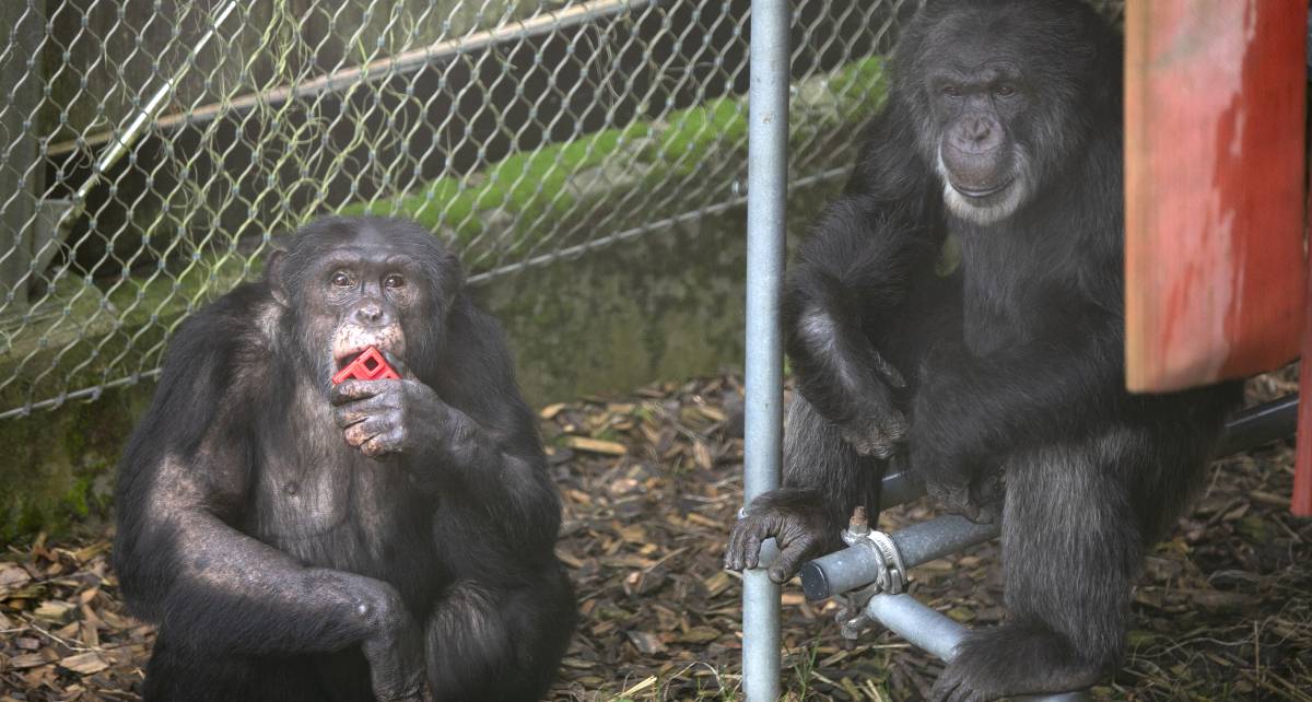 Chimpansee Yimmy (links) is bij AAP samen met Bongo.
