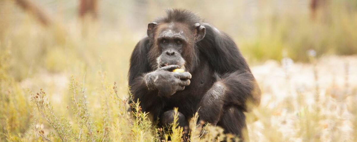 Blog: ouderdom komt met gebreken - Achille